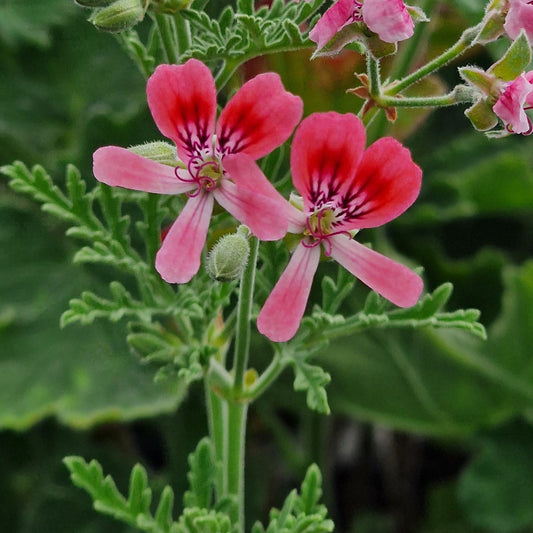 Blandfordianum Roseum - Species Hybrid Pelargonium / Geranium Plant - 6cm Bio Pot