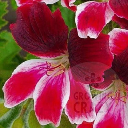 Blix - Decorative Pelargonium / Geranium plant in 6cm bio pot