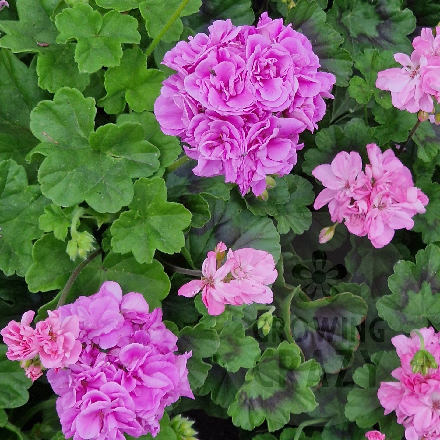 Blue Springs - Ivy Leaved Pelargonium (Geranium) Plant - 6cm bio pot