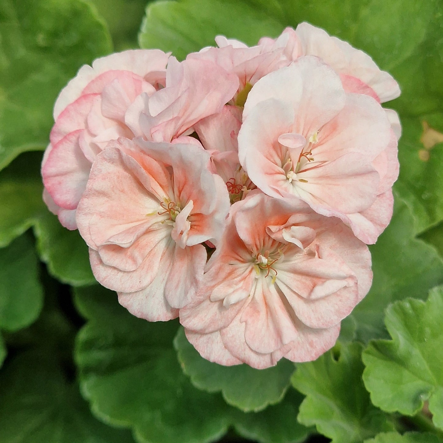 Bold Bridesmaid - Zonal Pelargonium / Geranium Garden Plant - 6cm bio pot