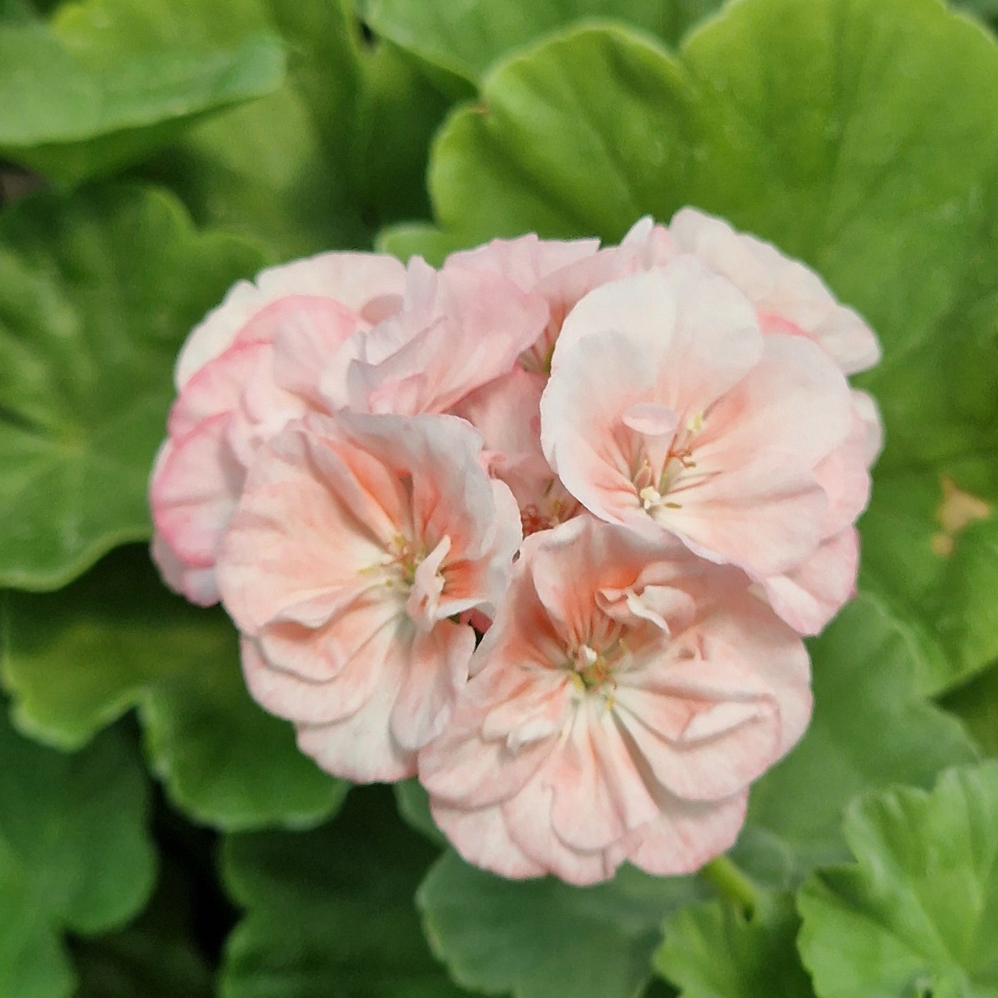 Bold Bridesmaid - Zonal Pelargonium / Geranium Garden Plant - 6cm bio pot