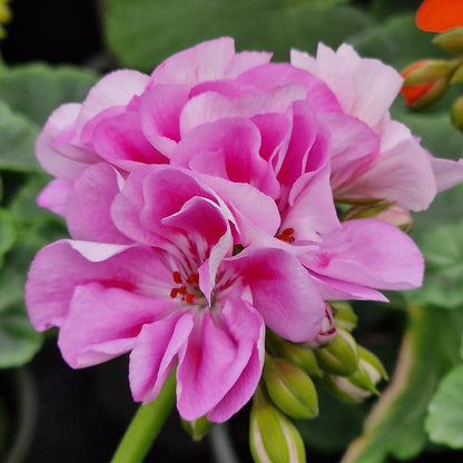Bold Carousel - Zonal Pelargonium / Geranium Garden Plant - 6cm pot