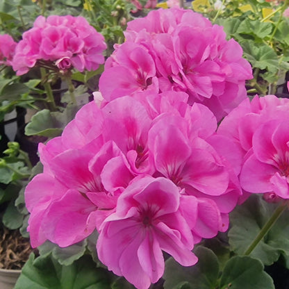Bold Carousel - Zonal Pelargonium / Geranium Garden Plant - 6cm pot
