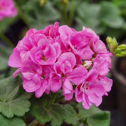 Bold Carousel - Zonal Pelargonium / Geranium Garden Plant - 6cm pot