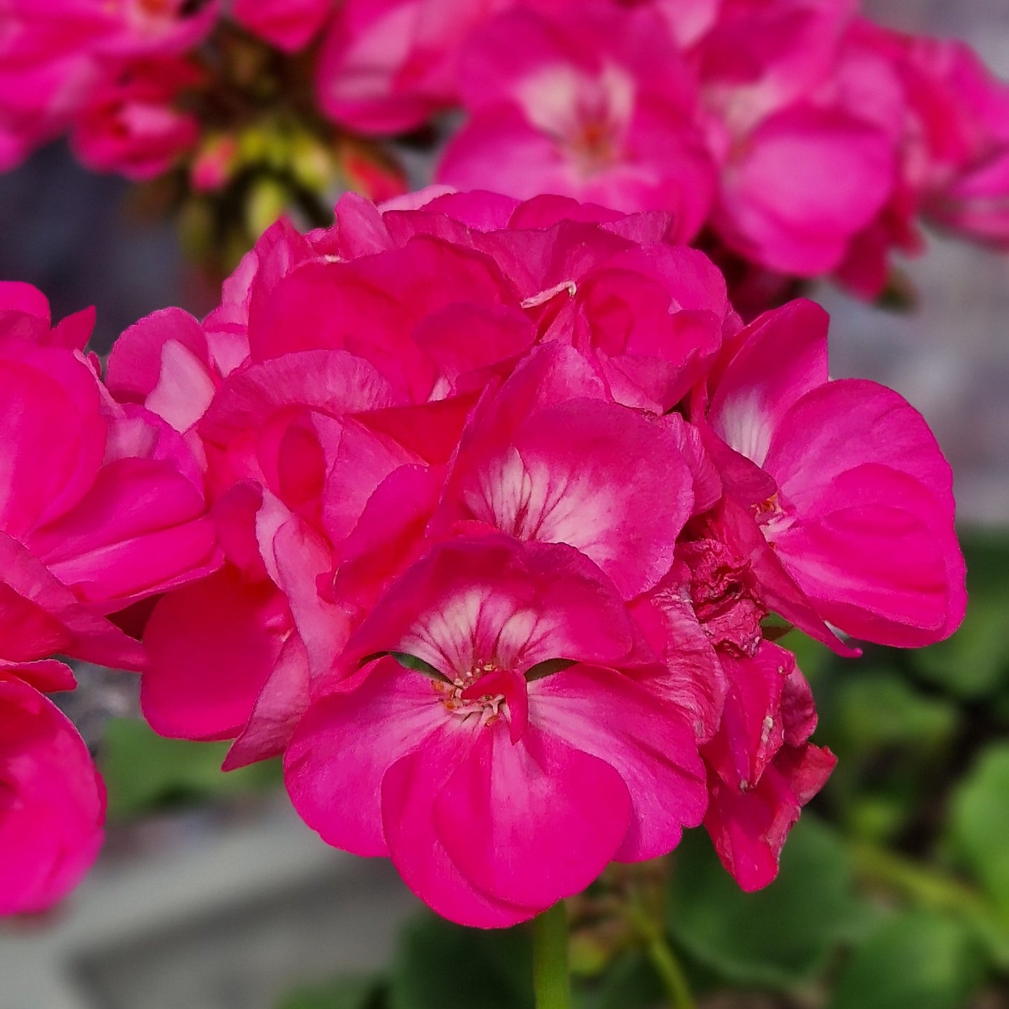 Bold Joy - Zonal Pelargonium / Geranium Garden Plant - 6cm pot