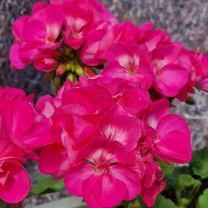 Bold Joy - Zonal Pelargonium / Geranium Garden Plant - 6cm pot