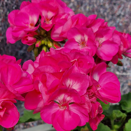 Bold Joy - Zonal Pelargonium / Geranium Garden Plant - 6cm pot