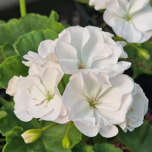 Bold Snowflake - Dwarf Zonal Pelargonium / Geranium Garden Plant - 6cm bio pot