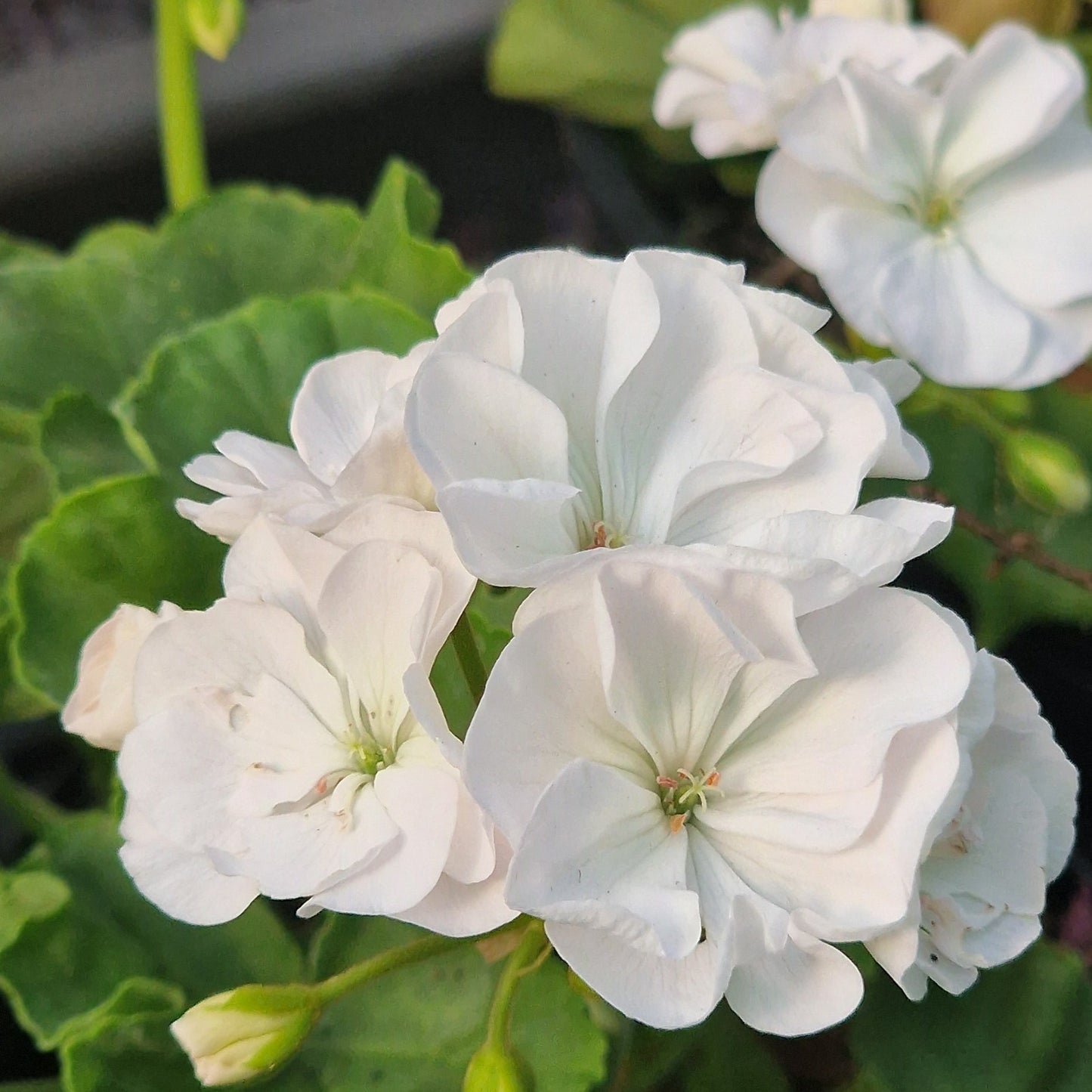 Bold Snowflake - Dwarf Zonal Pelargonium / Geranium Garden Plant - 6cm bio pot