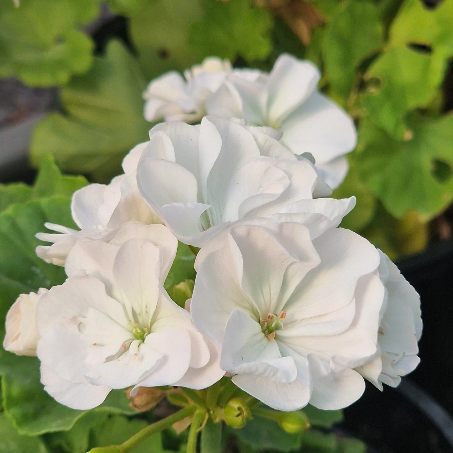 Bold Snowflake - Dwarf Zonal Pelargonium / Geranium Garden Plant - 6cm bio pot