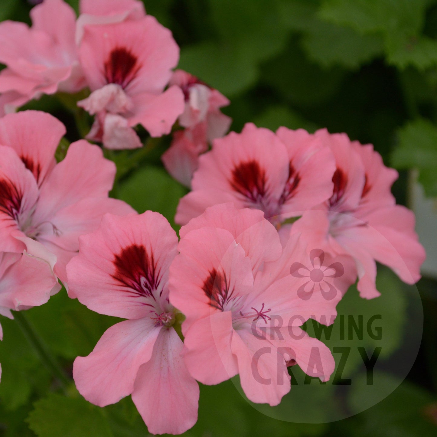 Brenda - Decorative Pelargonium (Geranium) plant in 6cm bio pot