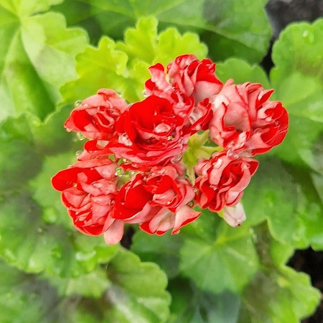Brighstone - Rosebud Pelargonium (Geranium) Plant - 6cm bio pot