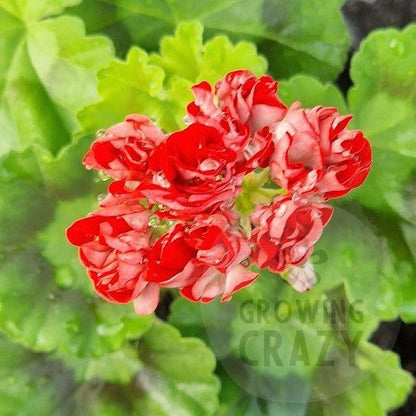 Brighstone - Rosebud Pelargonium (Geranium) Plant - 6cm bio pot