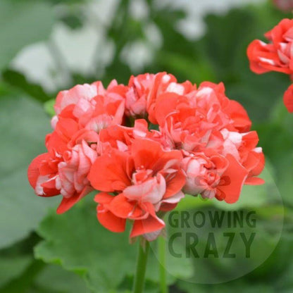 Brighstone - Rosebud Pelargonium (Geranium) lovely red 