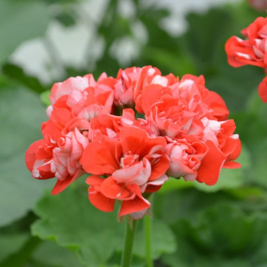 Brighstone - Rosebud Pelargonium (Geranium) lovely red 
