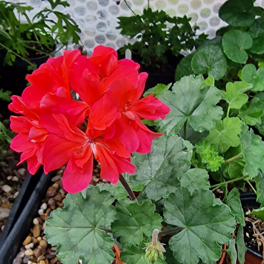Brookside Flamenco - Dwarf Zonal Pelargonium / Geranium Garden Plant - 6cm bio pot