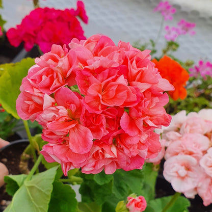 Burgerland Girl - Semi Double Zonal Pelargonium / Geranium Garden Plant - 6cm pot