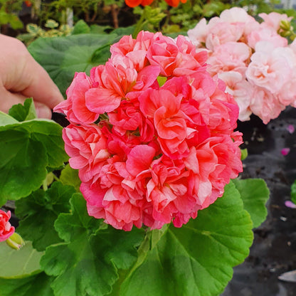 Burgerland Girl - Semi Double Zonal Pelargonium / Geranium Garden Plant - 6cm pot