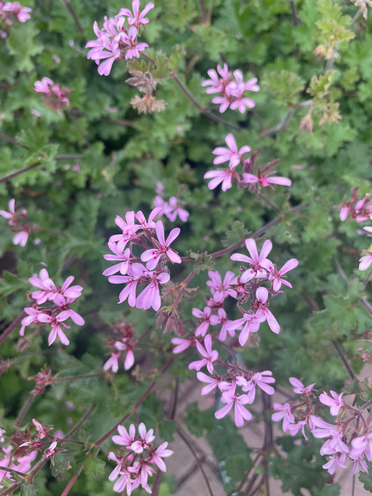 P. Deerwood Lavender Lass - Species Hybrid Pelargonium / Geranium - Single Plant 6cm bio Pot