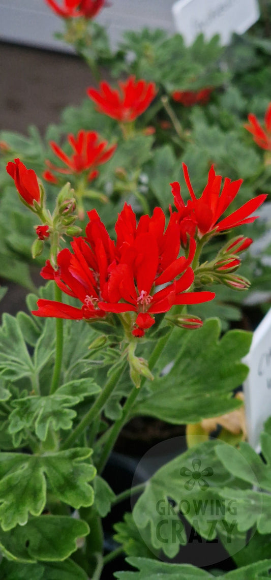 California Stellar Pelargonium in flower