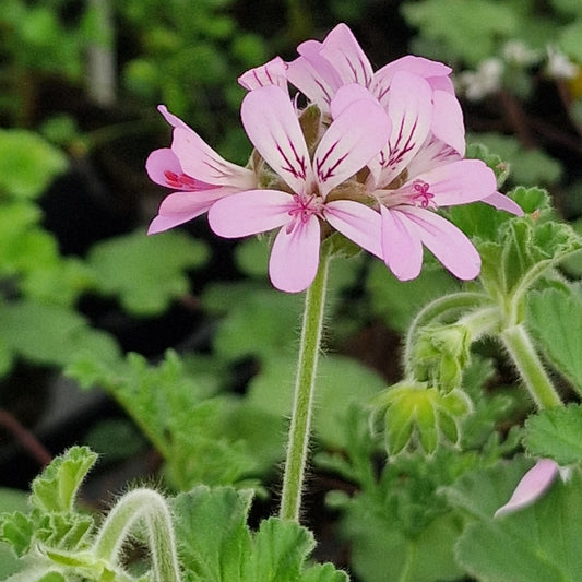 P. capitatum - Species Pelargonium / Geranium - Single Plant 6cm bio Pot