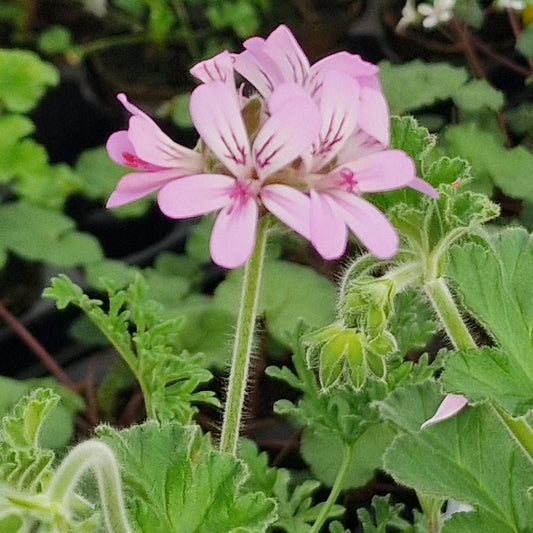 P. capitatum - Species Pelargonium / Geranium - Single Plant 6cm bio Pot