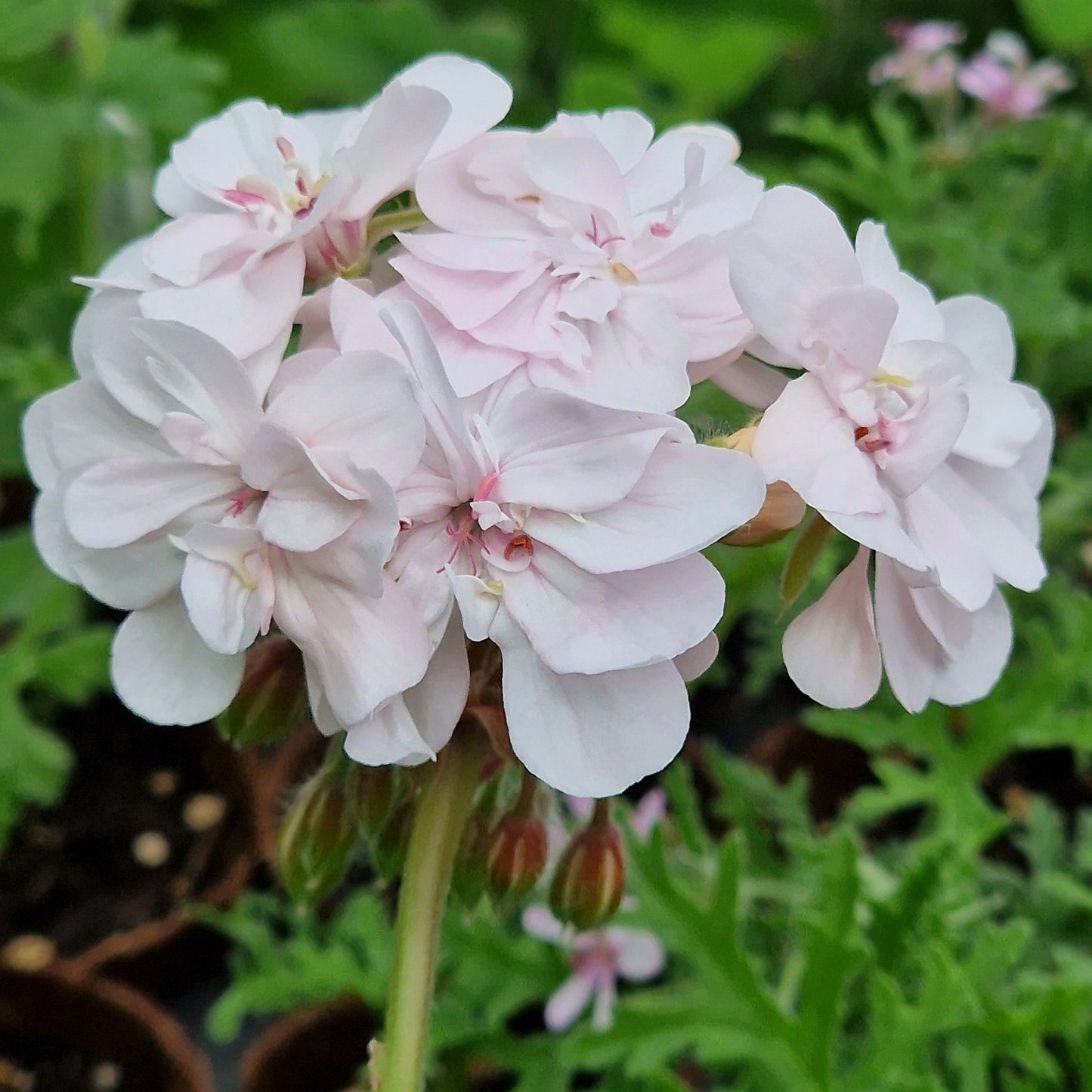 Cara Mia - Zonartic Pelargonium (Geranium) Plant - 6cm bio pot