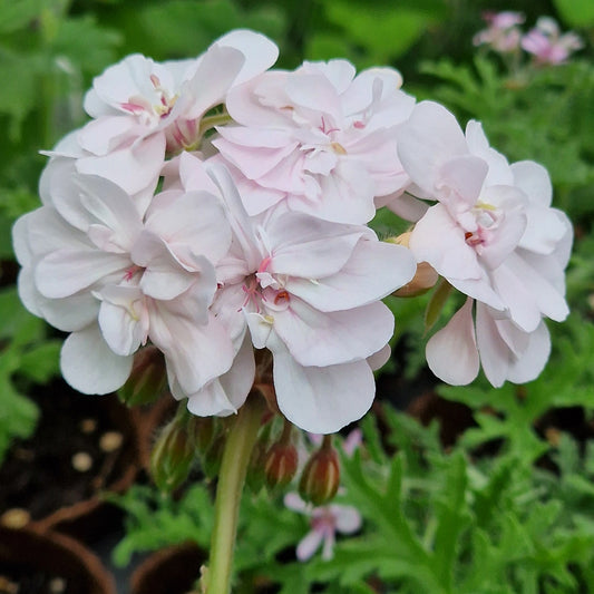 Cara Mia - Zonartic Pelargonium (Geranium) Plant - 6cm bio pot