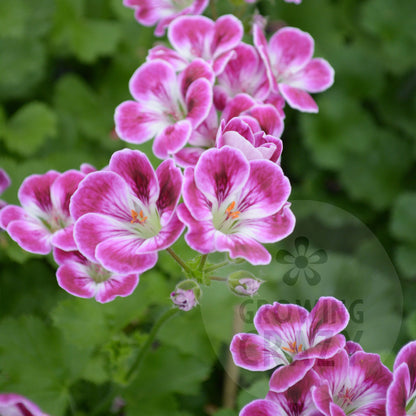 Caroline - Decorative Pelargonium (Geranium) plant in 6cm bio pot
