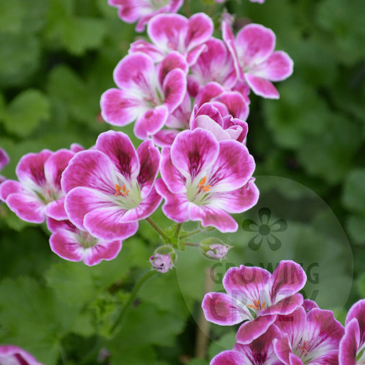 Caroline - Decorative Pelargonium (Geranium) plant in 6cm bio pot