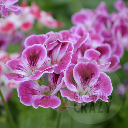 Caroline - Decorative Pelargonium (Geranium) plant in 6cm bio pot