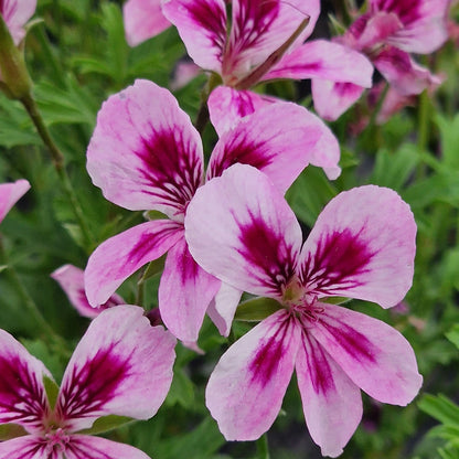 Charmay Marjorie - Angel Pelargonium (Geranium) Plant - 6cm bio pot