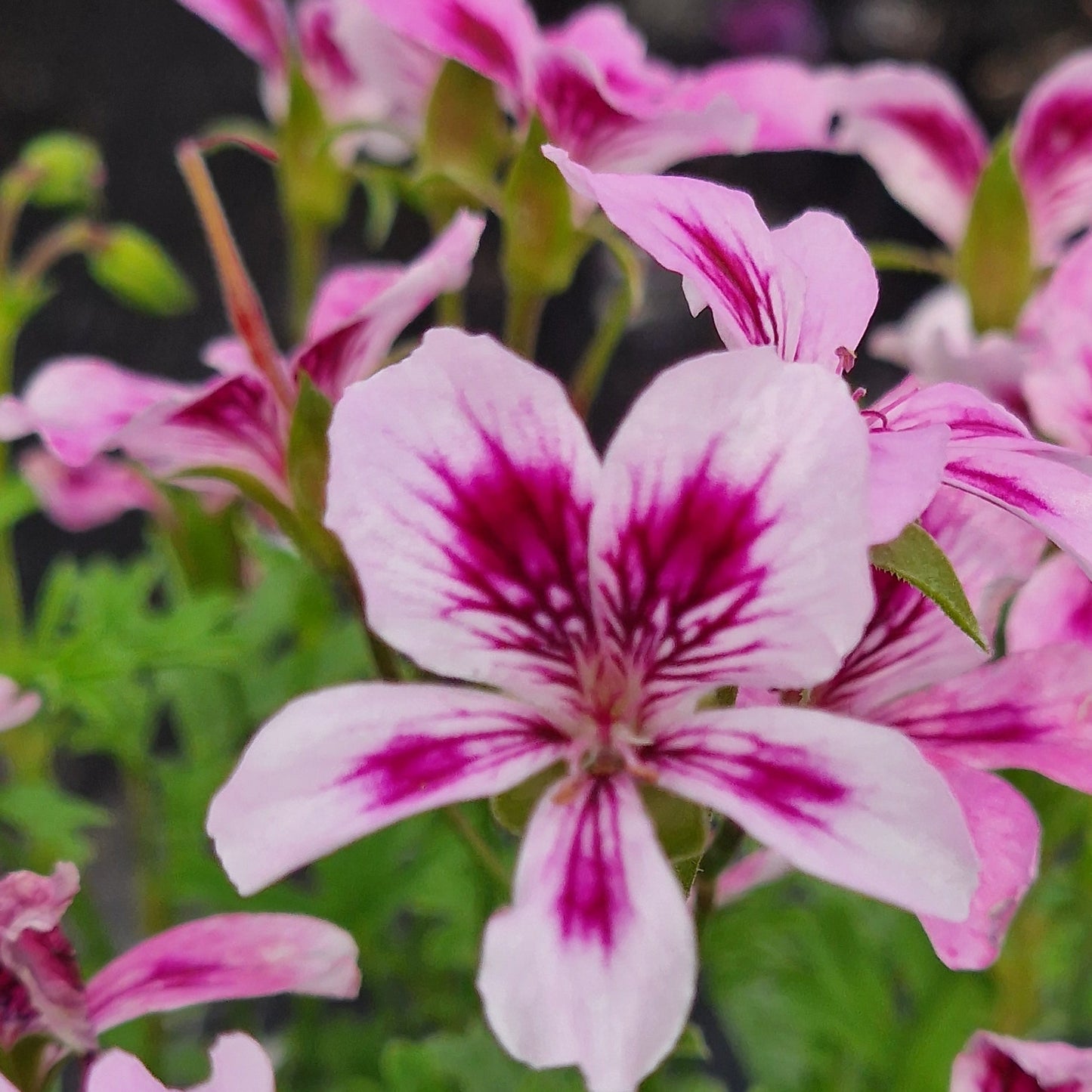 Charmay Marjorie - Angel Pelargonium (Geranium) Plant - 6cm bio pot