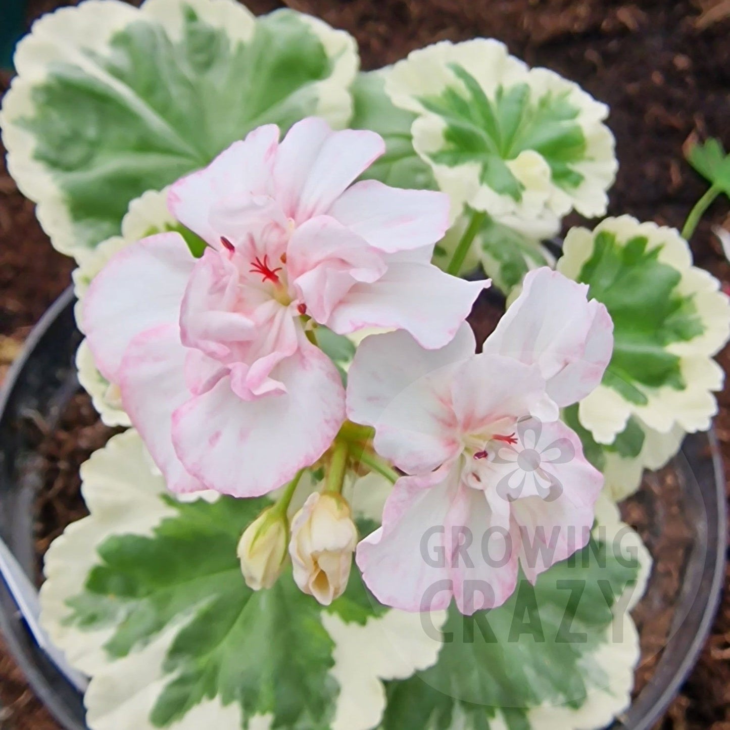 Chelsea Star - Coloured Leaf Pelargonium (Geranium) Plant - 6cm bio pot