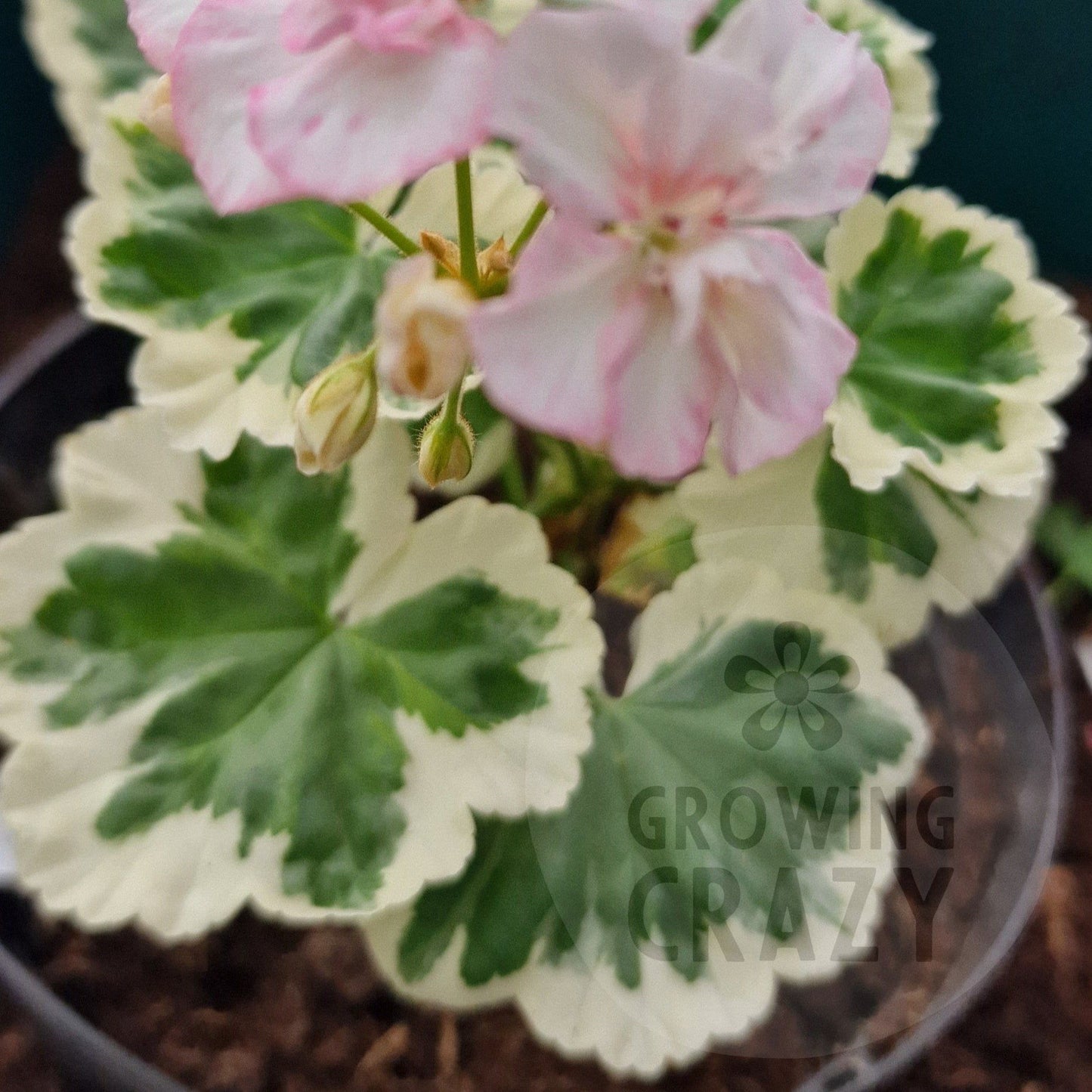 Chelsea Star - Coloured Leaf Pelargonium (Geranium) Plant - 6cm bio pot