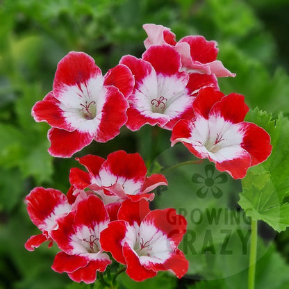 Cherry Baby - Decorative Pelargonium (Geranium) plant in 6cm bio pot