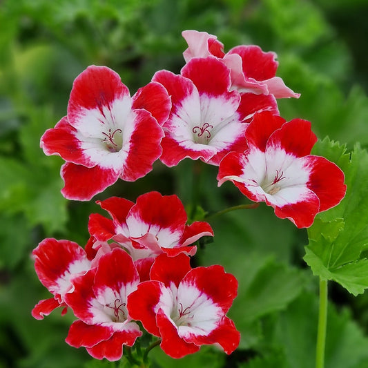 Cherry Baby - Decorative Pelargonium (Geranium) plant in 6cm bio pot