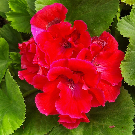 Cherry Orchard - Regal Pelargonium (Geranium) plant - 6cm bio pot