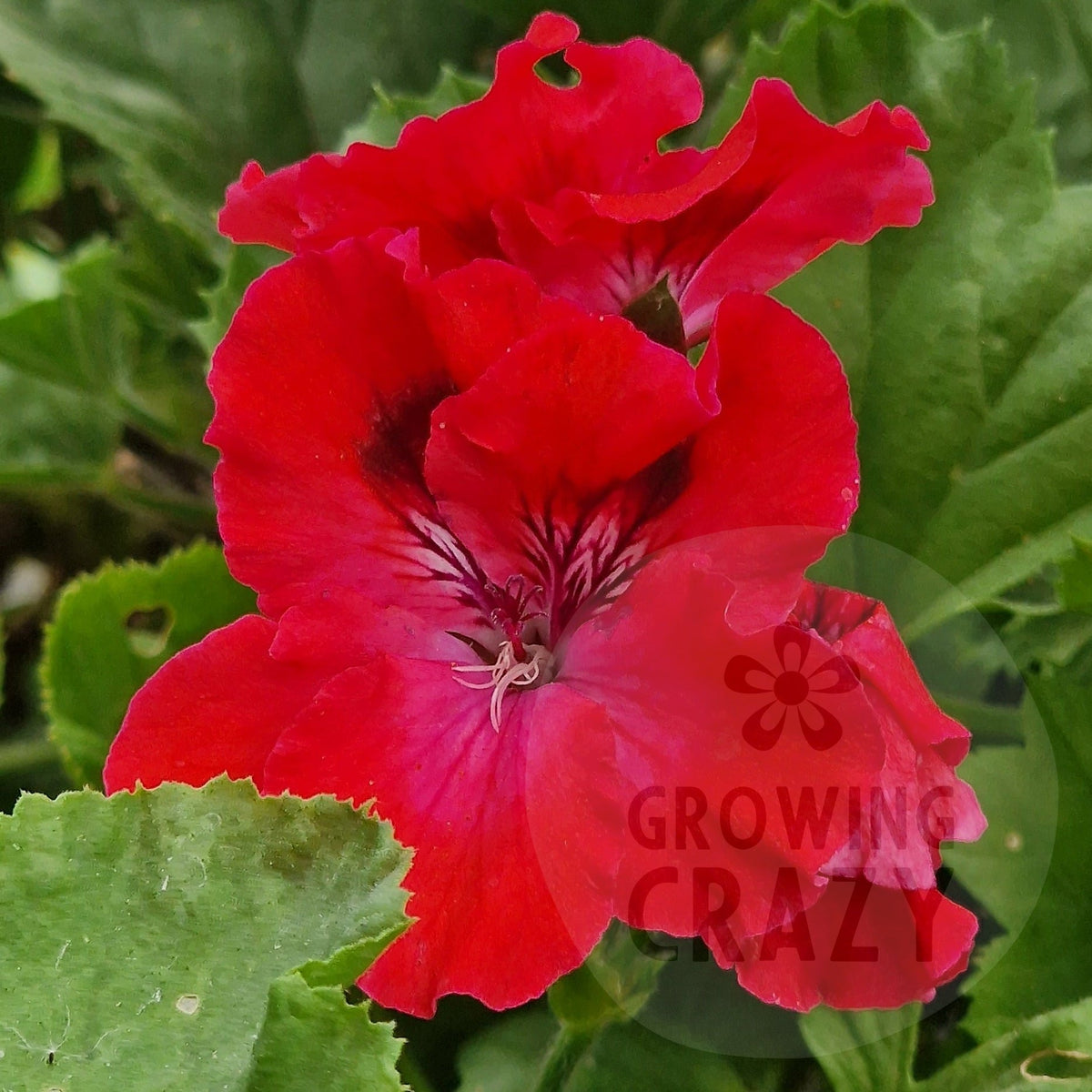 Cherry Orchard Regal Pelargonium