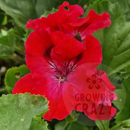 Cherry Orchard Regal Pelargonium