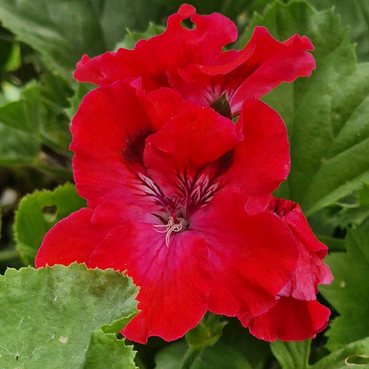Cherry Orchard Regal Pelargonium