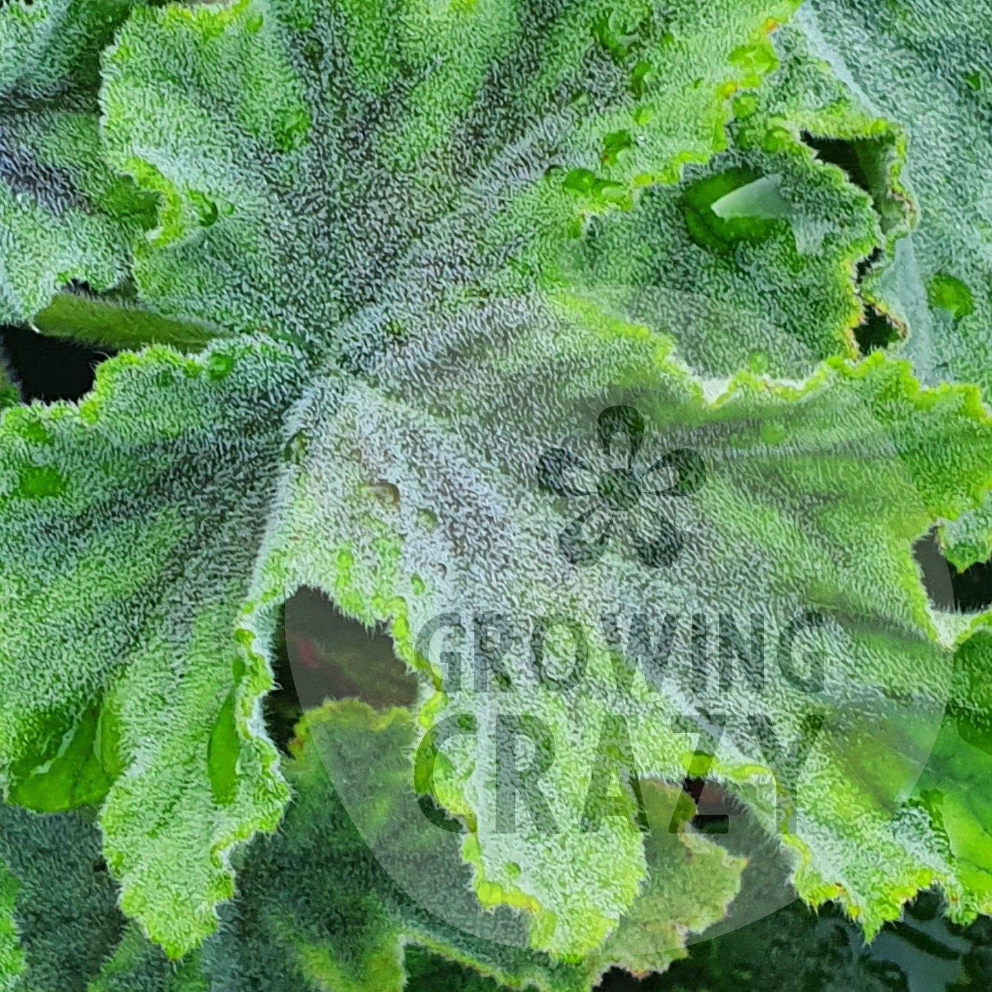 Chocolate Peppermint - Mint Scented Leaf Pelargonium / Geranium - Single 6cm bio pot