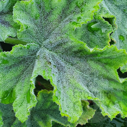 Chocolate Peppermint - Mint Scented Leaf Pelargonium / Geranium - Single 6cm bio pot