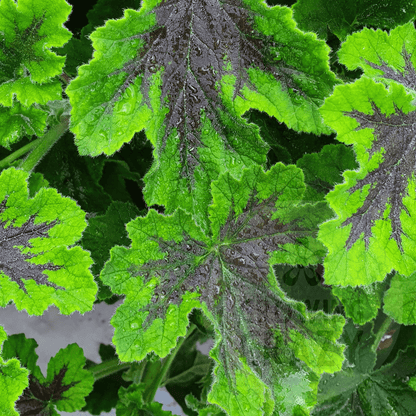 Chocolate Peppermint Scented leaved pelargonium geranium 