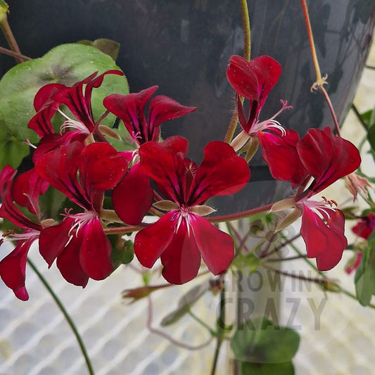 Choun Cho Ivy Leaved Pelargonium