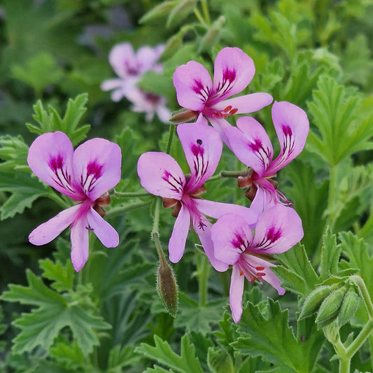 Pink geranium flowers with deep purple centers growing among green ruffled leaves in a garden setting.