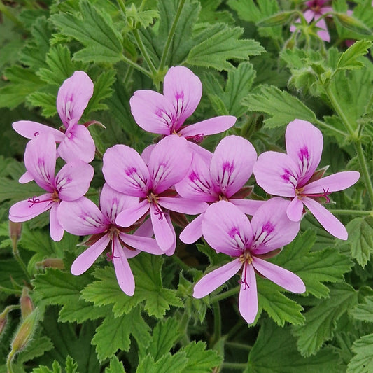 Citronella scented-leaved Pelargonium in flower