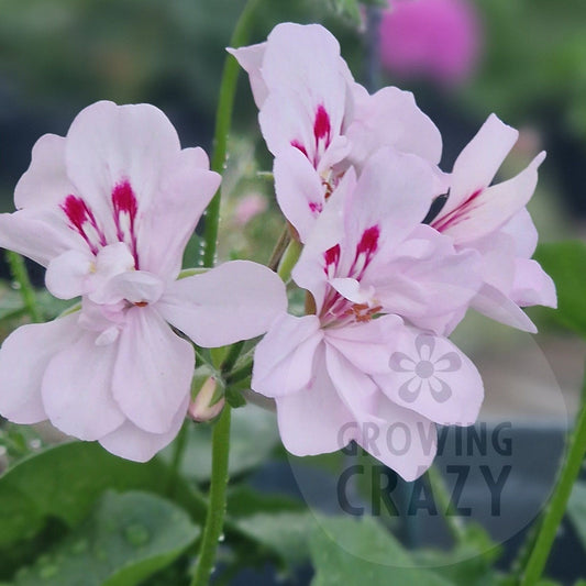 Colonel Baden Powell - Ivy Leaved Pelargonium (Geranium) Plant - 6cm bio pot