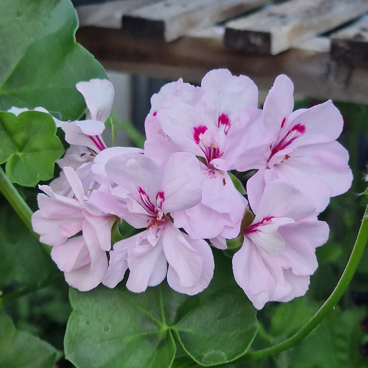 Colonel Baden Powell Ivy Leaved Pelargonium