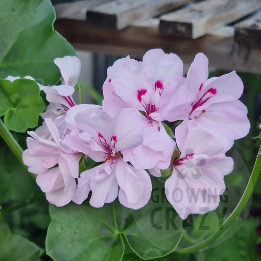 Colonel Baden Powell Ivy Leaved Pelargonium